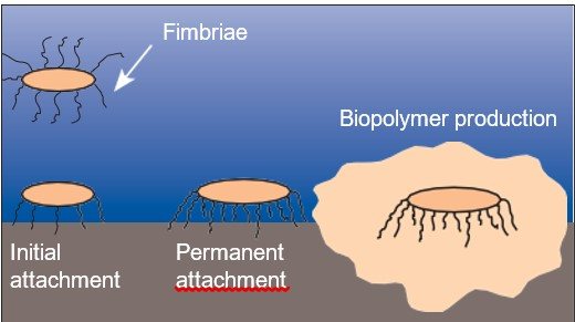Biofilm formation: initial attachment, permanent attachment, and biopolymer production.