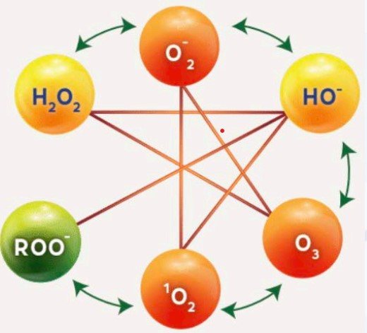 The family of reactive oxygen species (ROS) generated by JC 9465.