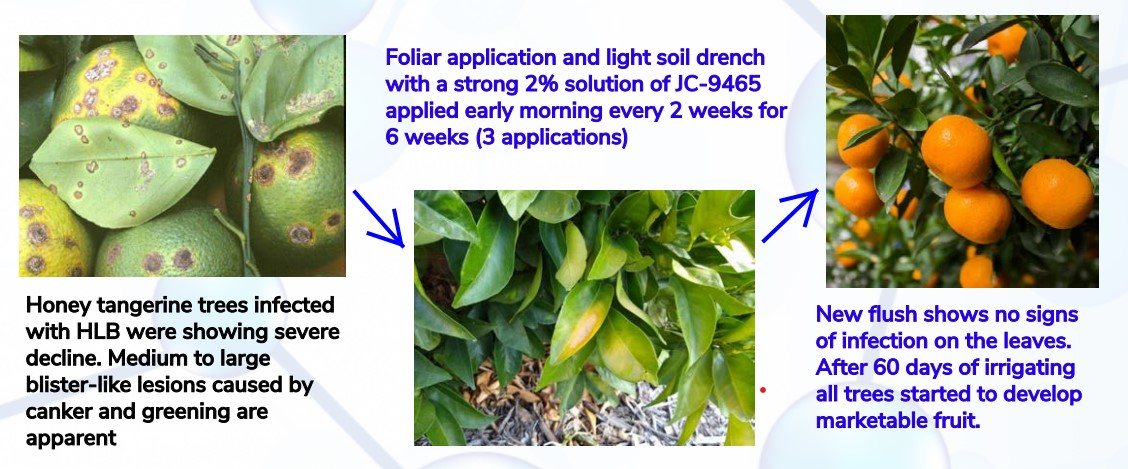 HLB-infected citrus before treatment and marketable fruit after a JC 9465 program.