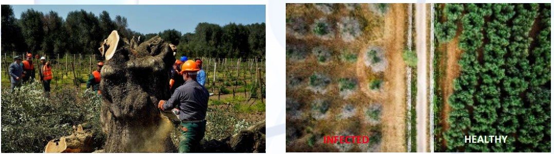 Field-trial rows: treated blocks recover while untreated blocks decline.