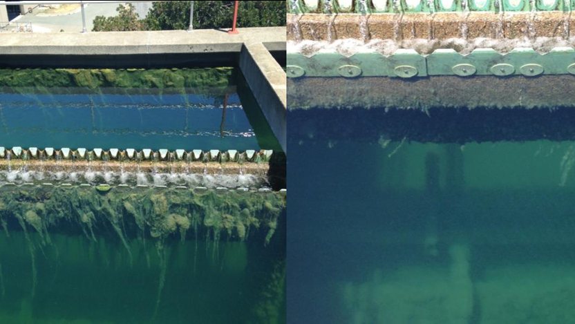 Algae-choked basins are a target for JC 9465 treatment.