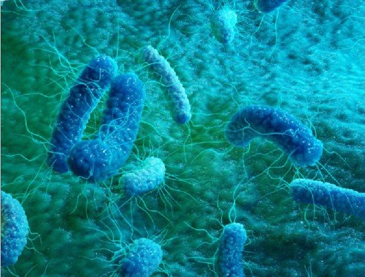Legionella bacteria, the cause of legionellosis.