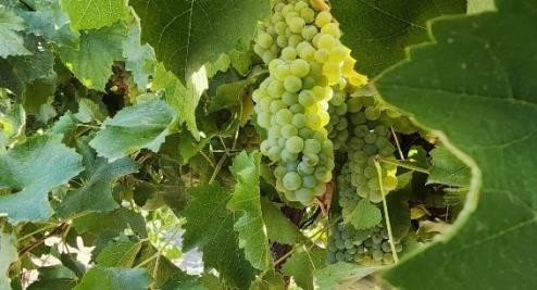 Wine grapes protected against sour rot.